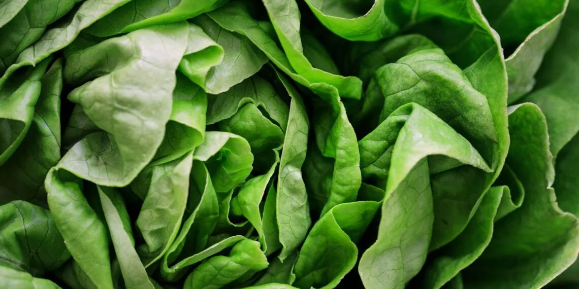 O que é salada verde