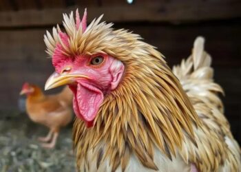 Galinha doente: sinais, causas e como salvar sua ave em 5 passos