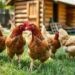 Galinha para vender: como escolher a melhor opção para seu quintal