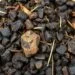 Ganja de galinha: o adubo natural que transforma sua horta em 30 dias