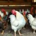 Galinha frango: segredos para criar aves saudáveis e produtivas