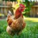 Galinha para: descubra como escolher a raça ideal para seu quintal