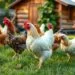 Vende se galinha caipira: descubra como lucrar com aves criadas soltas