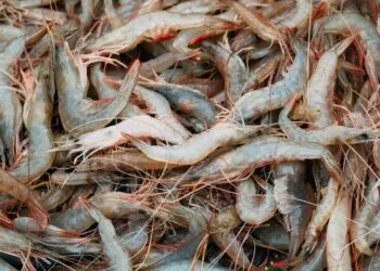 Escondidinho de Camarao a Moda Baiana: o Jantar Cremoso das Noites Frias de Julho no Litoral