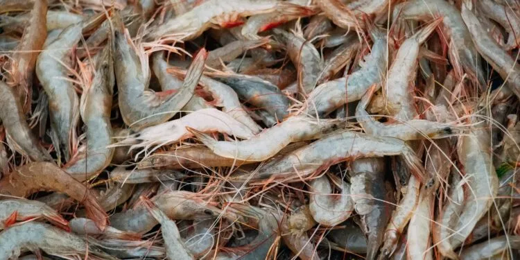 Escondidinho de Camarao a Moda Baiana: o Jantar Cremoso das Noites Frias de Julho no Litoral