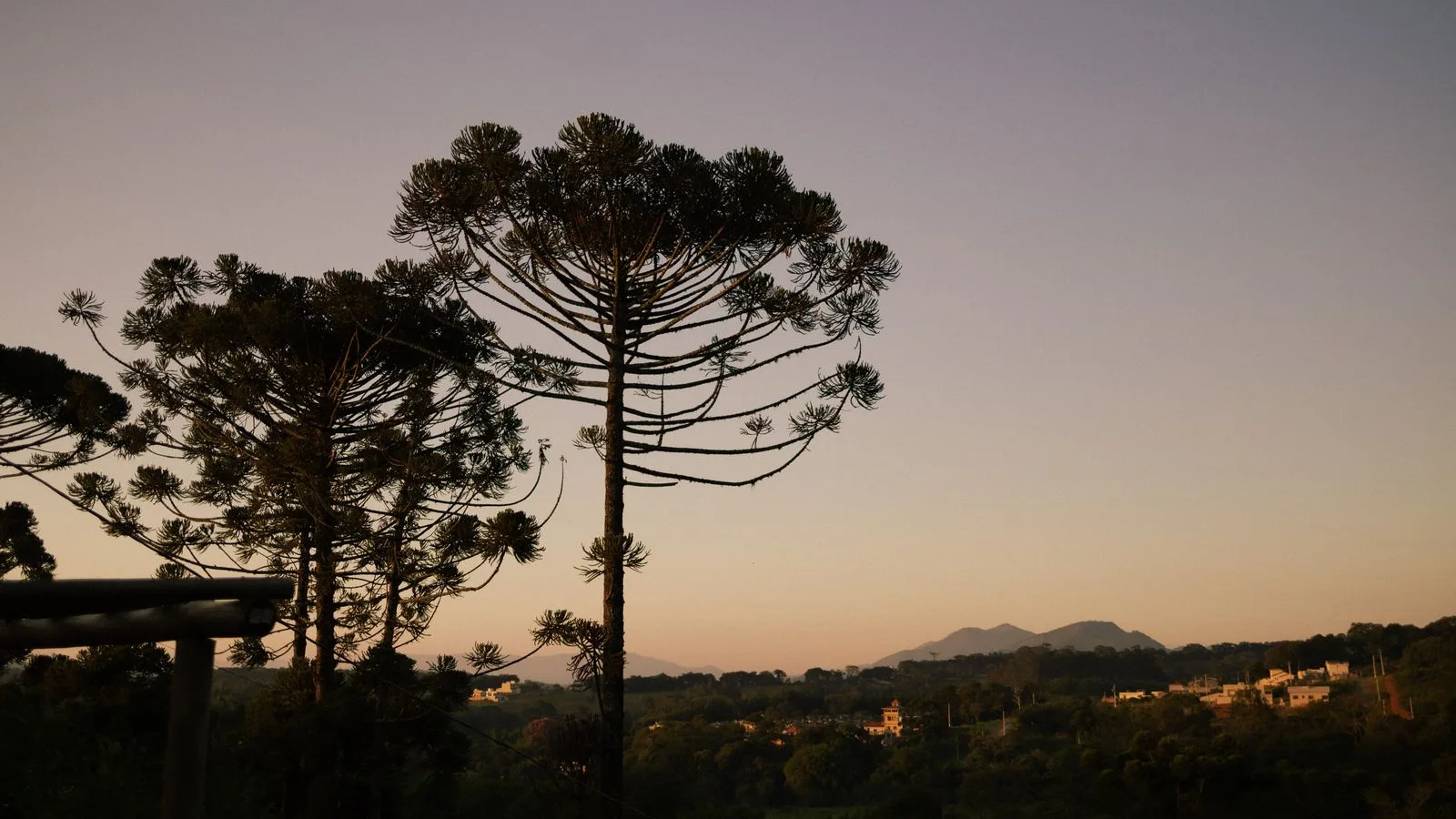Dusk landscape showcasing Araucária trees against a serene sky in a suburban setting.