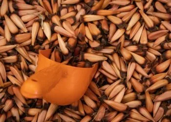 Torta de Pinhão Catarinense: o Doce de Inverno que Sustenta o Café de Julho na Serra