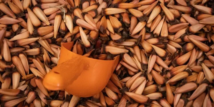 Torta de Pinhão Catarinense: o Doce de Inverno que Sustenta o Café de Julho na Serra