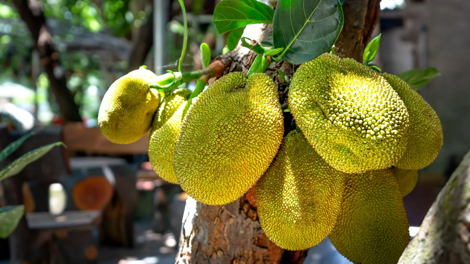 A detailed view of ripe jackfruits hanging from a tree in natural sunlight.