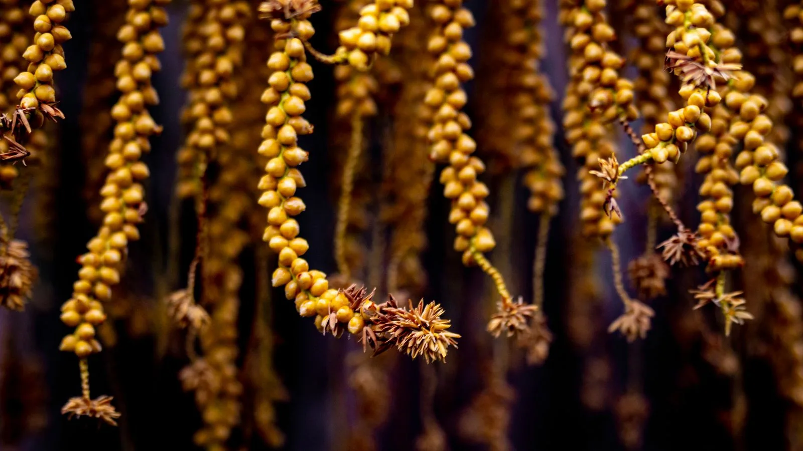 Detailed close-up of palm seeds with focus on texture, creating a unique natural pattern.