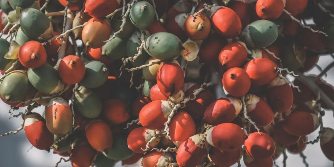 Arroz com Buriti e Frango Caipira: o Almoço de Panela do Cerrado em Setembro