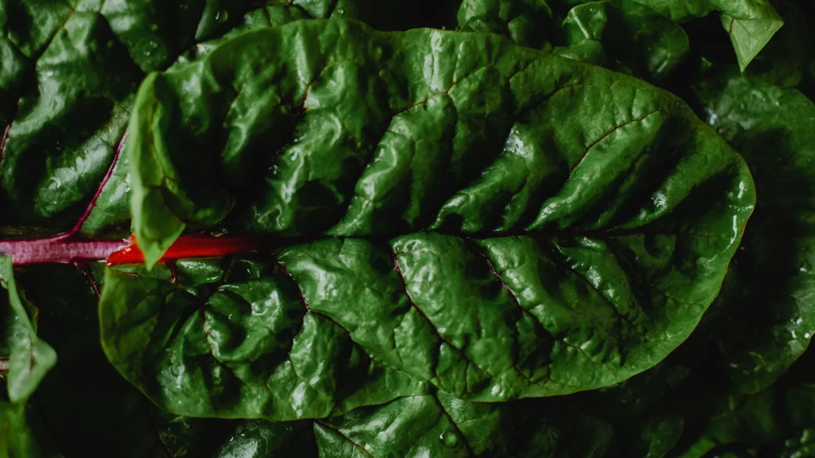 Detailed view of fresh Swiss chard leaves, showcasing vibrant green color and texture.