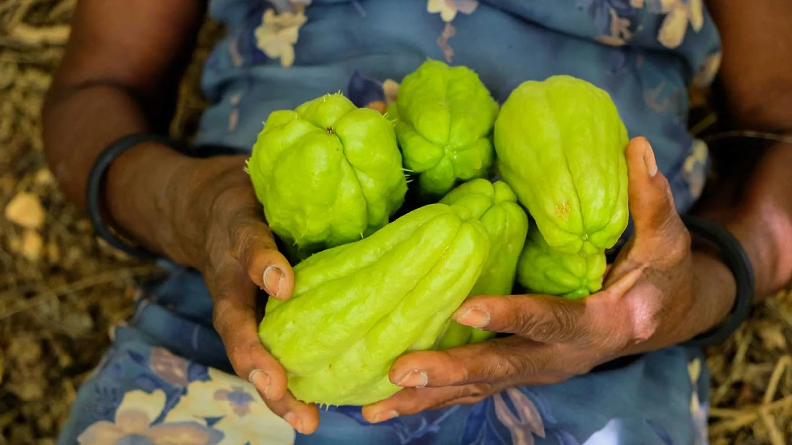 Close-up of hands holding fresh green chayotes on a floral cloth background.